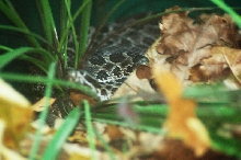 Reptilefest 2011