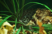 Reptilefest 2011
