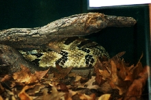 Reptilefest 2011