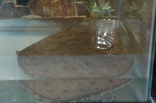 Reptilefest 2011