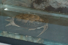 Reptilefest 2011