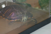 Reptilefest 2011