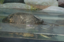 Reptilefest 2011