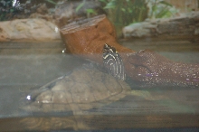 Reptilefest 2011