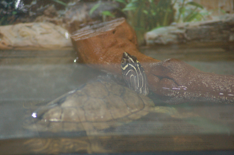 Reptilefest 2011