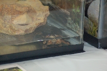 Reptilefest 2011