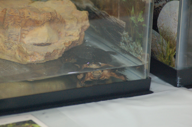 Reptilefest 2011