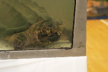Reptilefest 2011