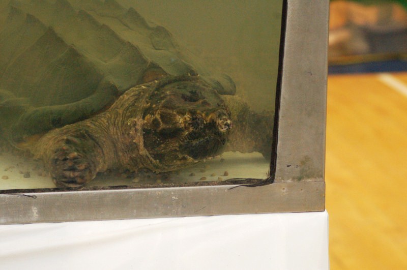 Reptilefest 2011