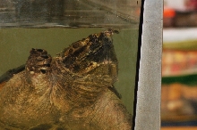 Reptilefest 2011