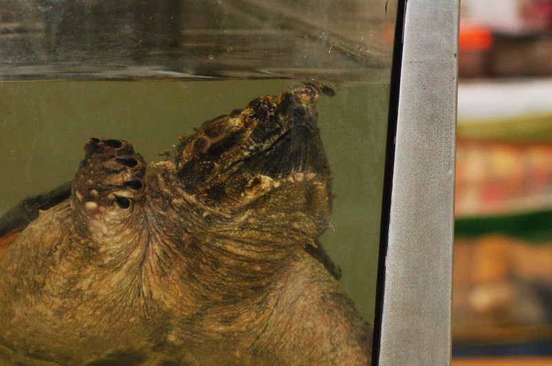 Reptilefest 2011