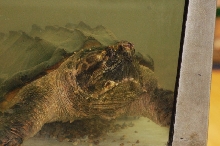 Reptilefest 2011