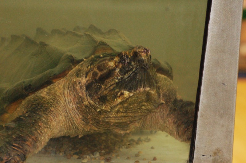 Reptilefest 2011