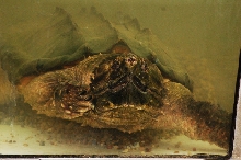 Reptilefest 2011