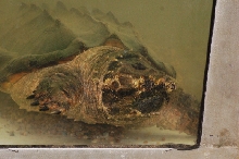 Reptilefest 2011