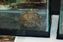 Reptilefest 2011