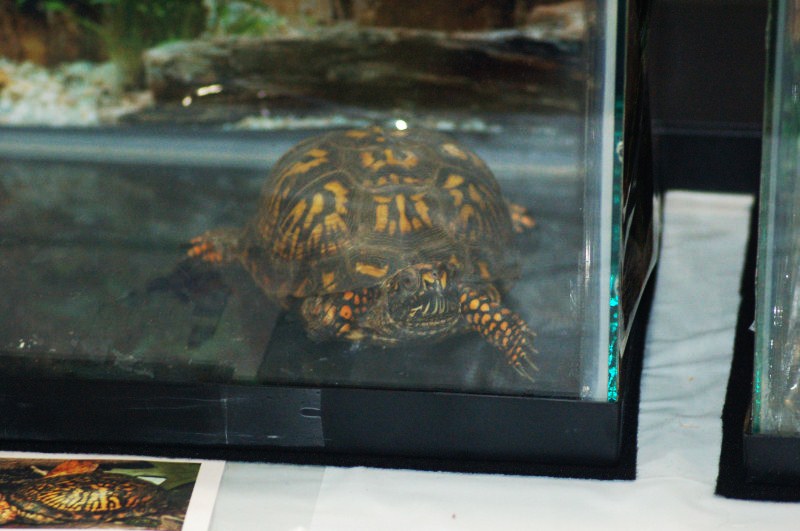 Reptilefest 2011