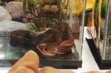 Reptilefest 2011
