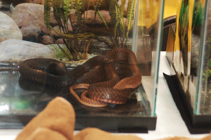 Reptilefest 2011