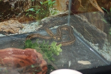 Reptilefest 2011
