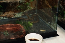 Reptilefest 2011