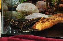 Reptilefest 2011