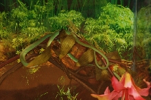 Reptilefest 2011