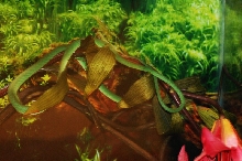 Reptilefest 2011