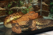 Reptilefest 2011