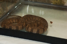 Reptilefest 2011