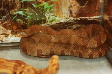 Reptilefest 2011