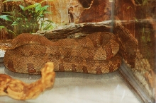 Reptilefest 2011