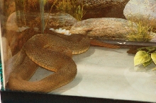 Reptilefest 2011