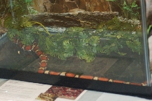 Reptilefest 2011