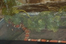 Reptilefest 2011