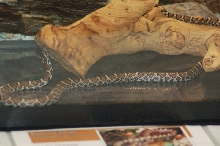 Reptilefest 2011