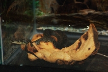 Reptilefest 2011