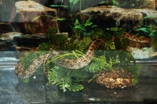 Reptilefest 2011