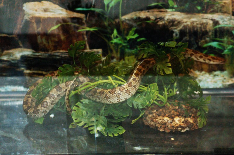 Reptilefest 2011