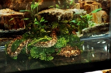 Reptilefest 2011
