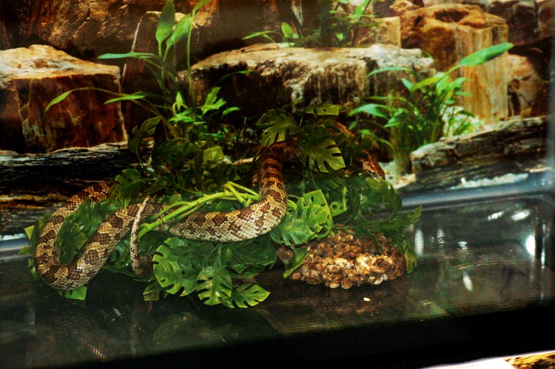 Reptilefest 2011