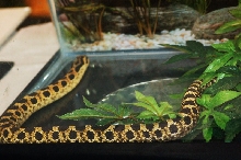 Reptilefest 2011