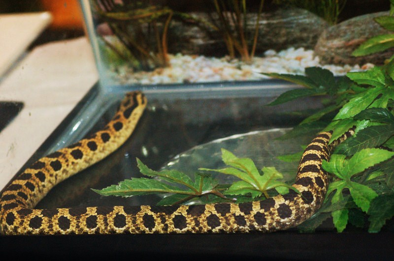 Reptilefest 2011
