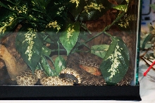 Reptilefest 2011