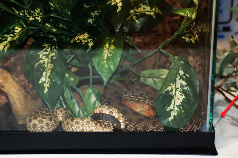 Reptilefest 2011