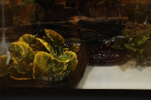 Reptilefest 2011