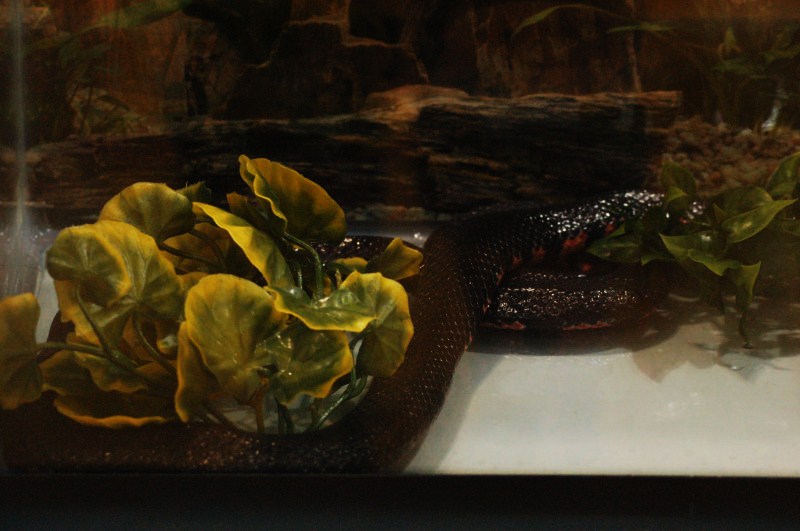 Reptilefest 2011