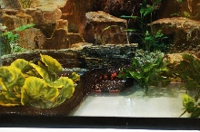Reptilefest 2011