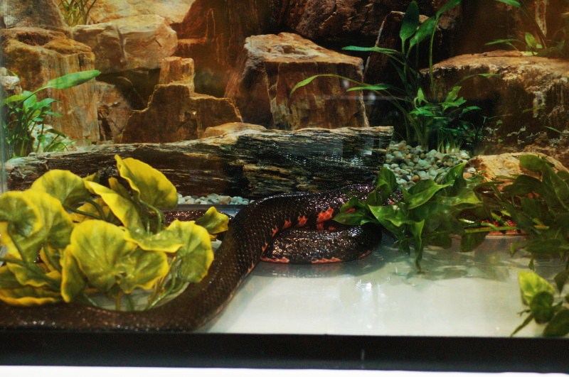 Reptilefest 2011