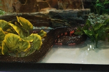 Reptilefest 2011
